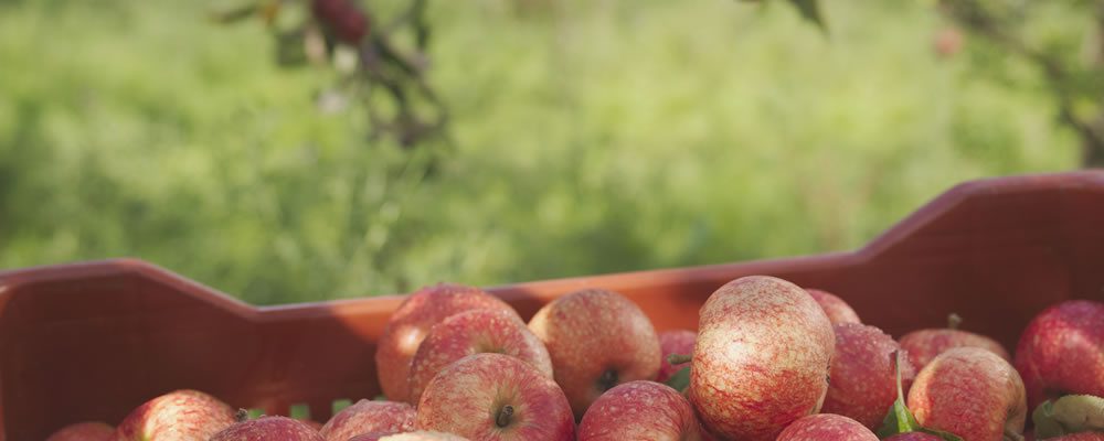 Orchards & Agritourism