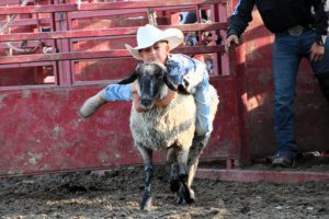 Mutton Busting is a favorite event at the Fillmore County Fair. Photo by Barb Jeffers, Fillmore County Journal and Bluff Country Photography